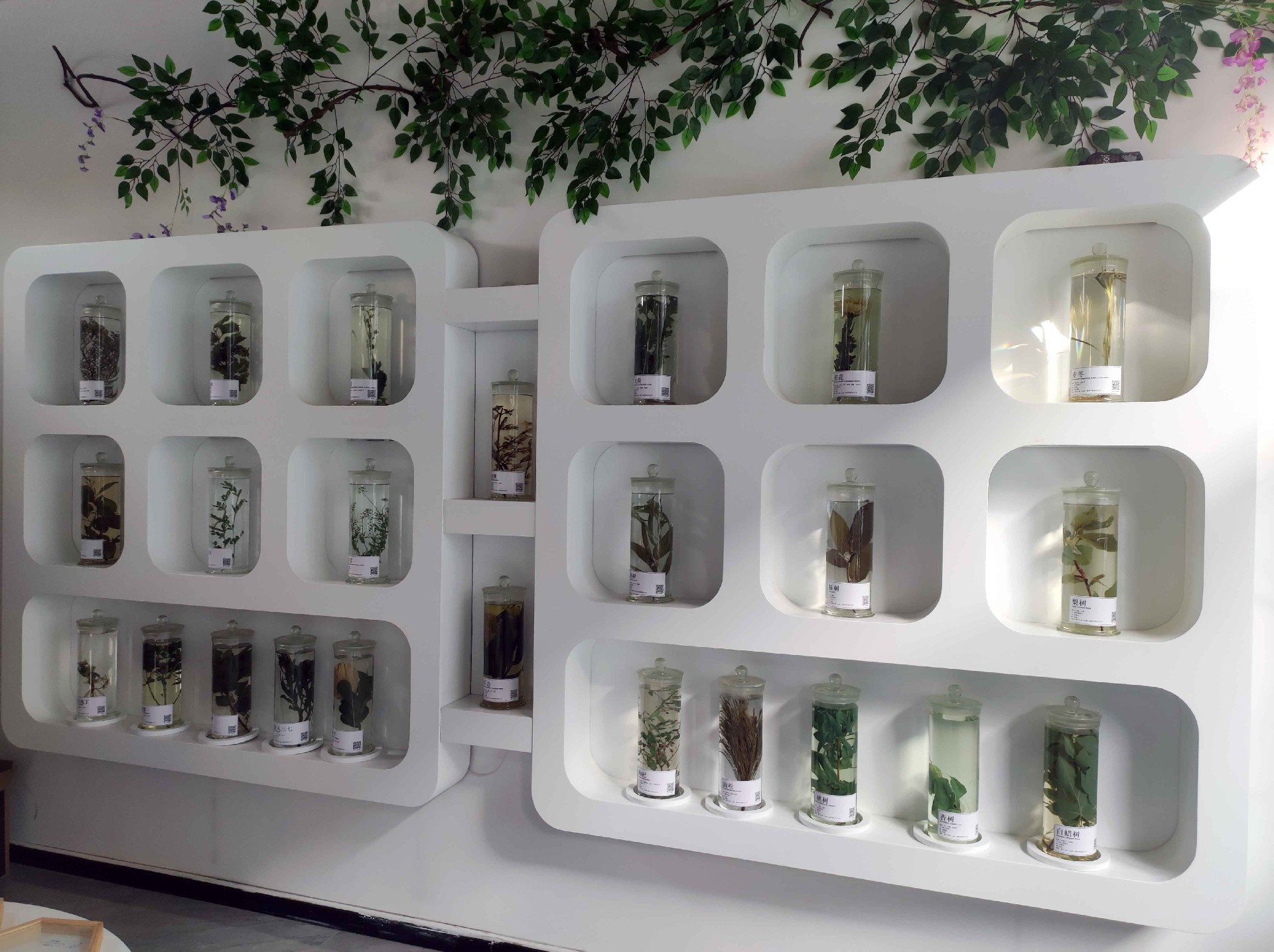 浸制标本展示台